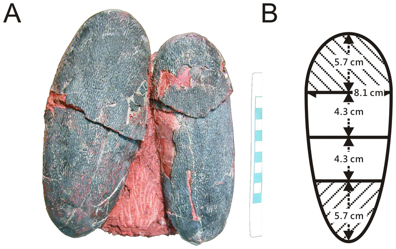 Image: Wiemann et al (Peerj 2017)